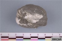 藏品(圓魁蛤)的圖片